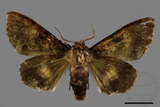 ǦW:Trisuloides sericea