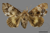 ǦW:Trisuloides sericea