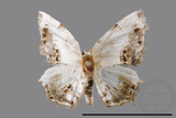 ǦW:Epipleminae sp.