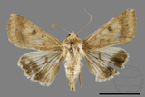 ǦW:Heliothis armigera