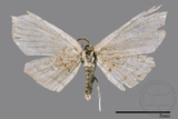 ǦW:Chundana emarginata