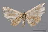 ǦW:Chundana emarginata