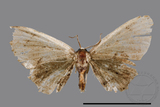 ǦW:Epipleminae sp.