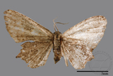 ǦW:Epipleminae sp.