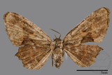 ǦW:Phazaca sp.