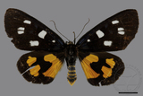 ǦW:Exsula dentatrix albomaculata