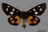 ǦW:Exsula dentatrix albomaculata