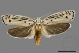 ǦW:Ethmia lineatonotella