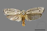 ǦW:Ethmia lineatonotella