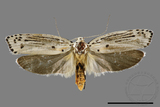 ǦW:Ethmia lineatonotella