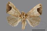 ǦW:Borsippa marginata