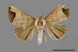 ǦW:Borsippa marginata