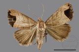 ǦW:Borsippa marginata