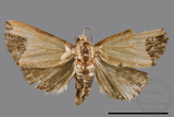 ǦW:Borsippa marginata