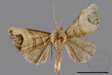 ǦW:Borsippa marginata