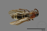 ǦW:Mutillidae sp.