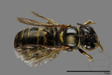 ǦW:Ceratina sp.