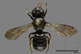 ǦW:Ceratina sp.