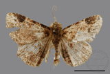 ǦW:Panilla costipunctata