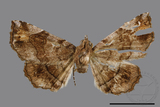 ǦW:Pangrapta trilineata