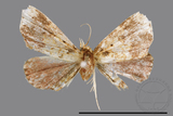 ǦW:Noctuidae sp.