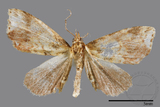 ǦW:Noctuidae sp.