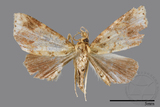 ǦW:Noctuidae sp.