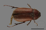 ǦW:Pollaplonyx eriophorus