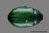 ǦW:Anomala rubripes virescens