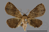 ǦW:Rhesala imparata