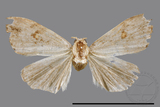 ǦW:Pseudogyrtona sp.