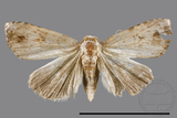 ǦW:Pseudogyrtona sp.