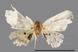 ǦW:Acygnatha terminalis