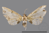 ǦW:Acygnatha terminalis