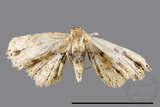 ǦW:Acygnatha terminalis