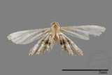 ǦW:Araeopteron sp.