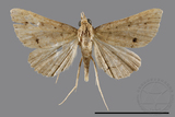 ǦW:Gesonia obeditalis