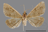 ǦW:Gesonia obeditalis