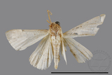 ǦW:Gesonia obeditalis