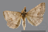 ǦW:Gesonia obeditalis