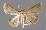 ǦW:Gesonia obeditalis