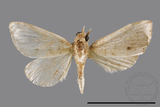 ǦW:Gesonia obeditalis