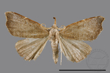 ǦW:Ectogonia butleri