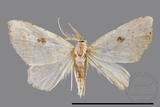 ǦW:Chusaris angulata