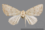 ǦW:Chusaris angulata