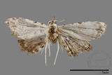 ǦW:Araeopteron sp.