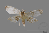 ǦW:Araeopteron sp.