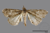 ǦW:Naarda pectinata