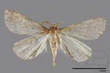 ǦW:Naarda pectinata