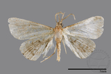 ǦW:Naarda pectinata